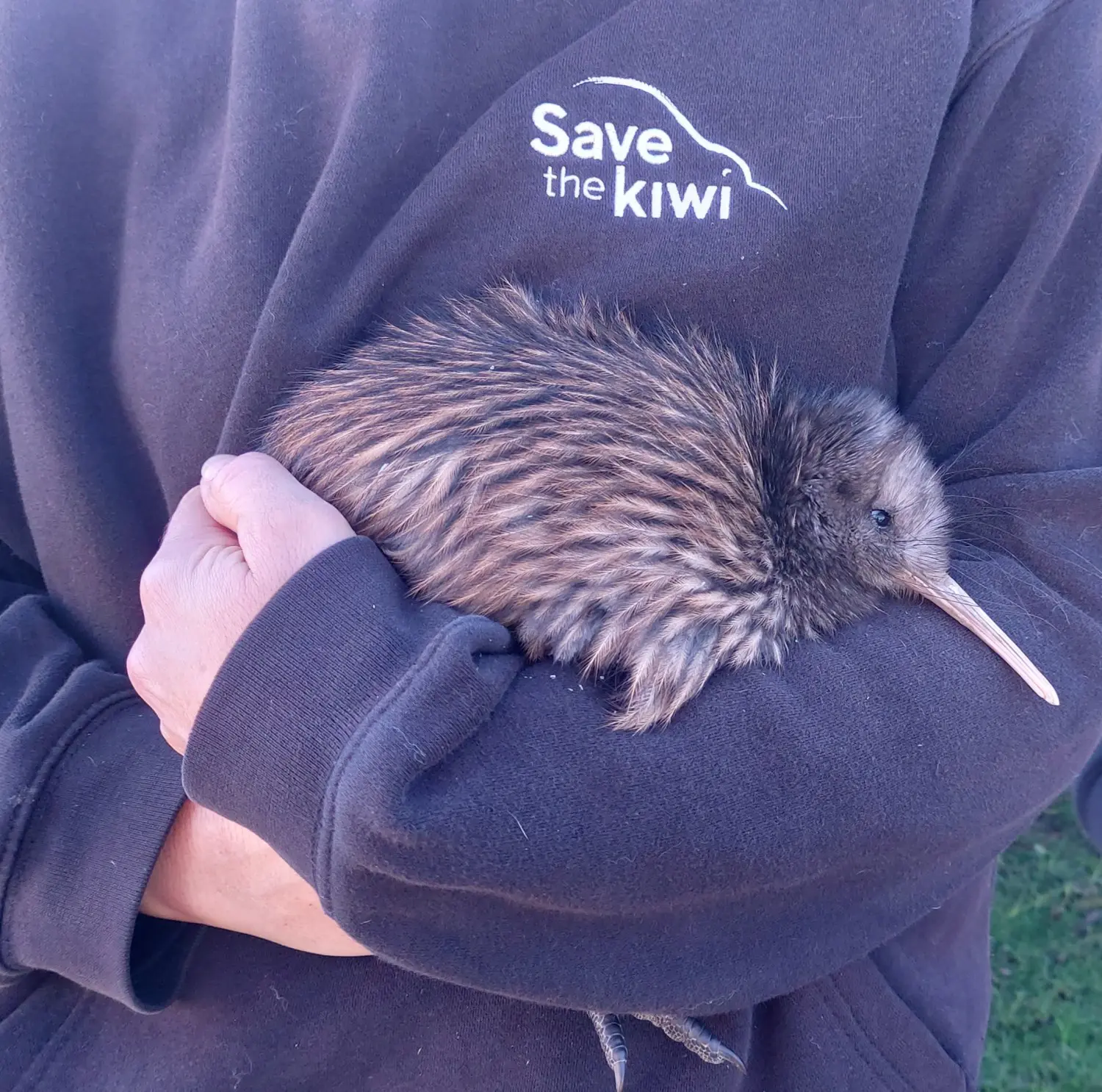 JP Graduation | Save the Kiwi