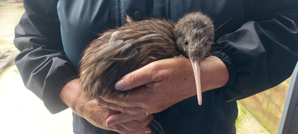 MC Our Own Kiwi
